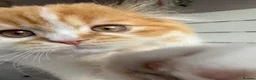 Scottish Fold cats for sale: Scottish Fold TICA Pedigree  - Advert 9