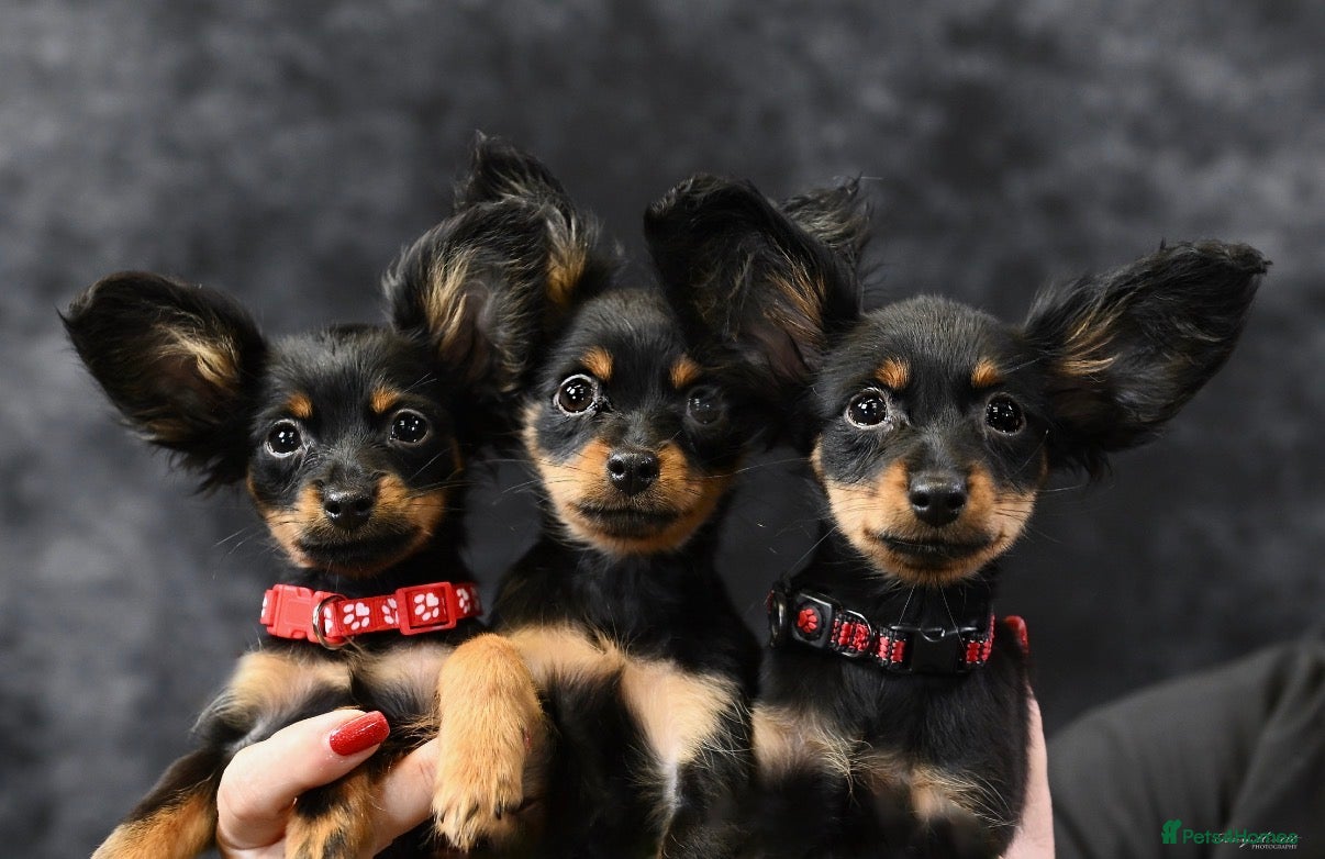 Russian Toy Terrier dogs Beautiful Russian Toy Puppies - Advert 1