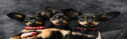 Russian Toy Terrier dogs for sale: Beautiful Russian Toy Puppies - Advert 1