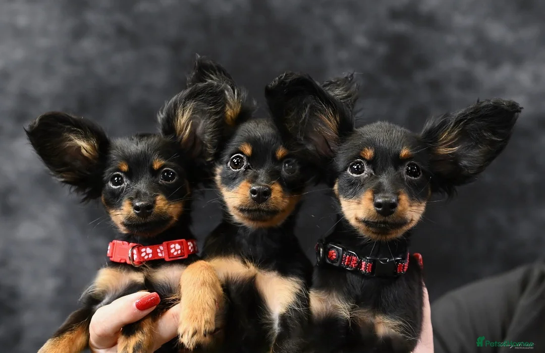 Russian Toy Terrier dogs for sale: Beautiful Russian Toy Puppies - Advert 1