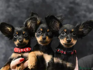 Russian Toy Terrier dogs Beautiful Russian Toy Puppies - Advert 1