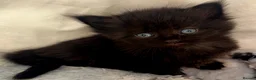Mixed Breed cats for sale: Mixed breed kittens  - Advert 3