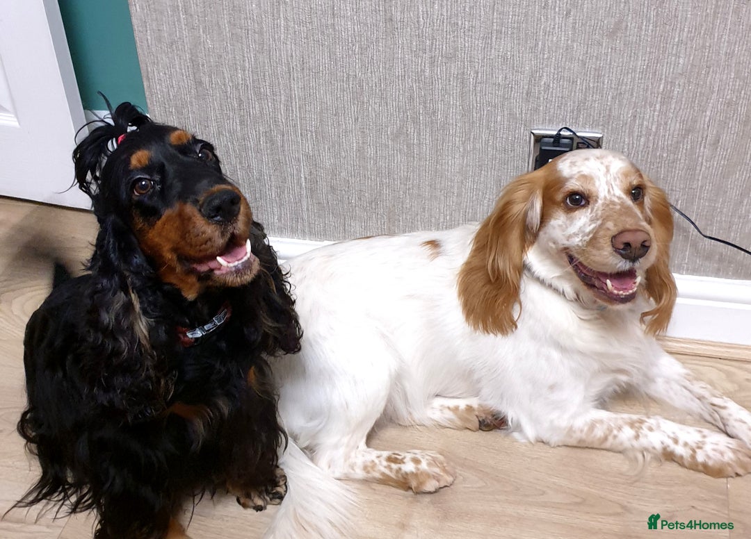 Cocker Spaniel dogs for sale: Show type unique markings cocker spaniel puppies  - Advert 4