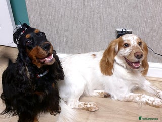 Cocker Spaniel dogs Show type unique markings cocker spaniel puppies - Advert 4