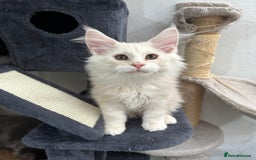 Maine Coon cats for sale: Pedigree TICA Registered Maine Coon Kittens - Image 10