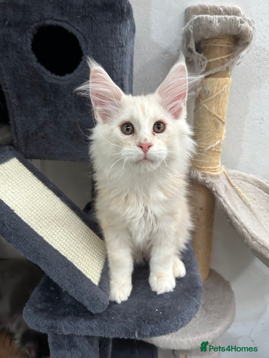 Maine Coon cats for sale: Pedigree TICA Registered Maine Coon Kittens - Image 10