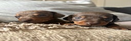 Miniature Dachshund dogs for sale: BEAUTIFUL PRA CLEAR & KC REG MINIS - Advert 28