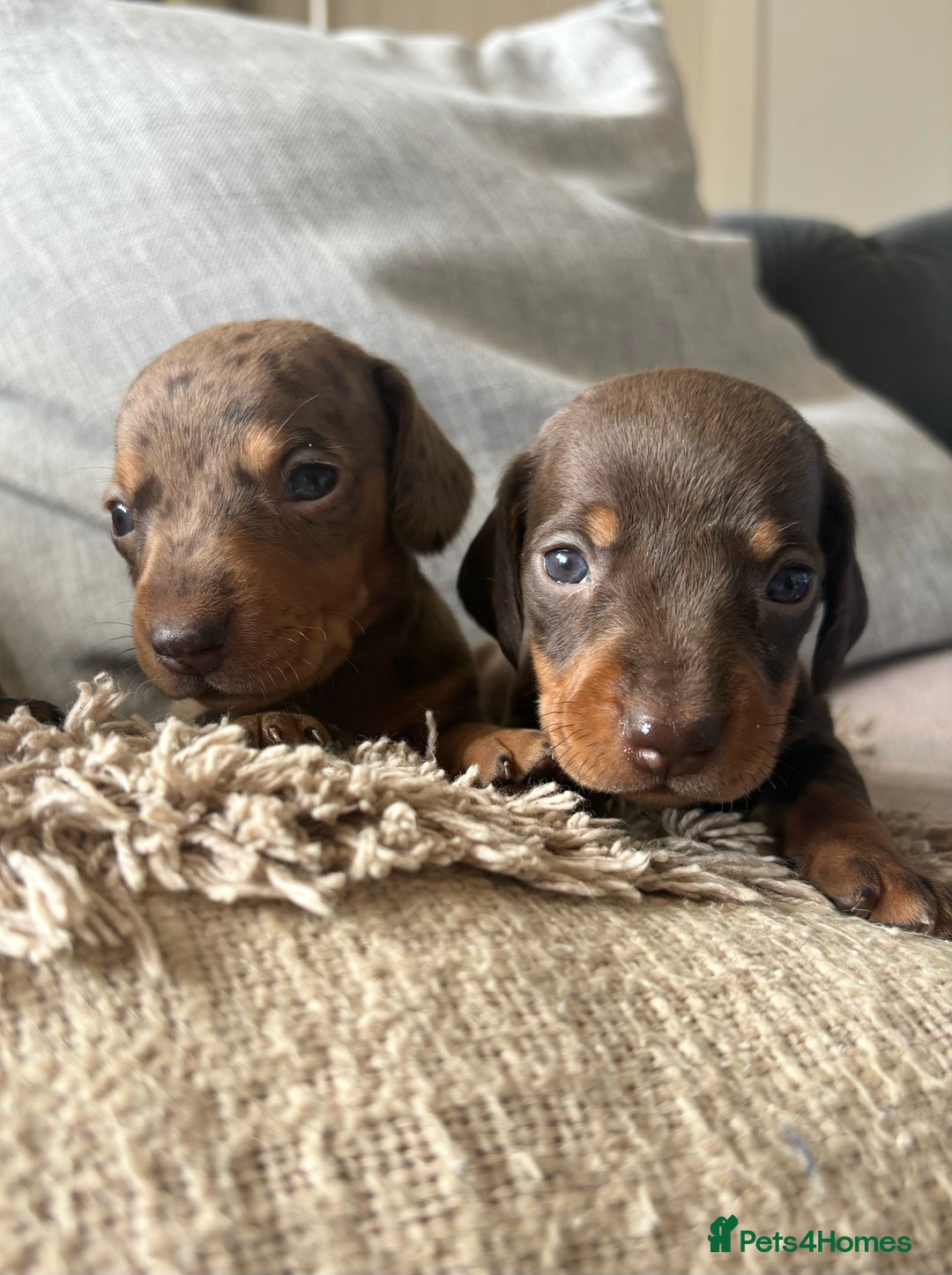 Miniature Dachshund dogs for sale: BEAUTIFUL PRA CLEAR & KC REG MINIS - Advert 28