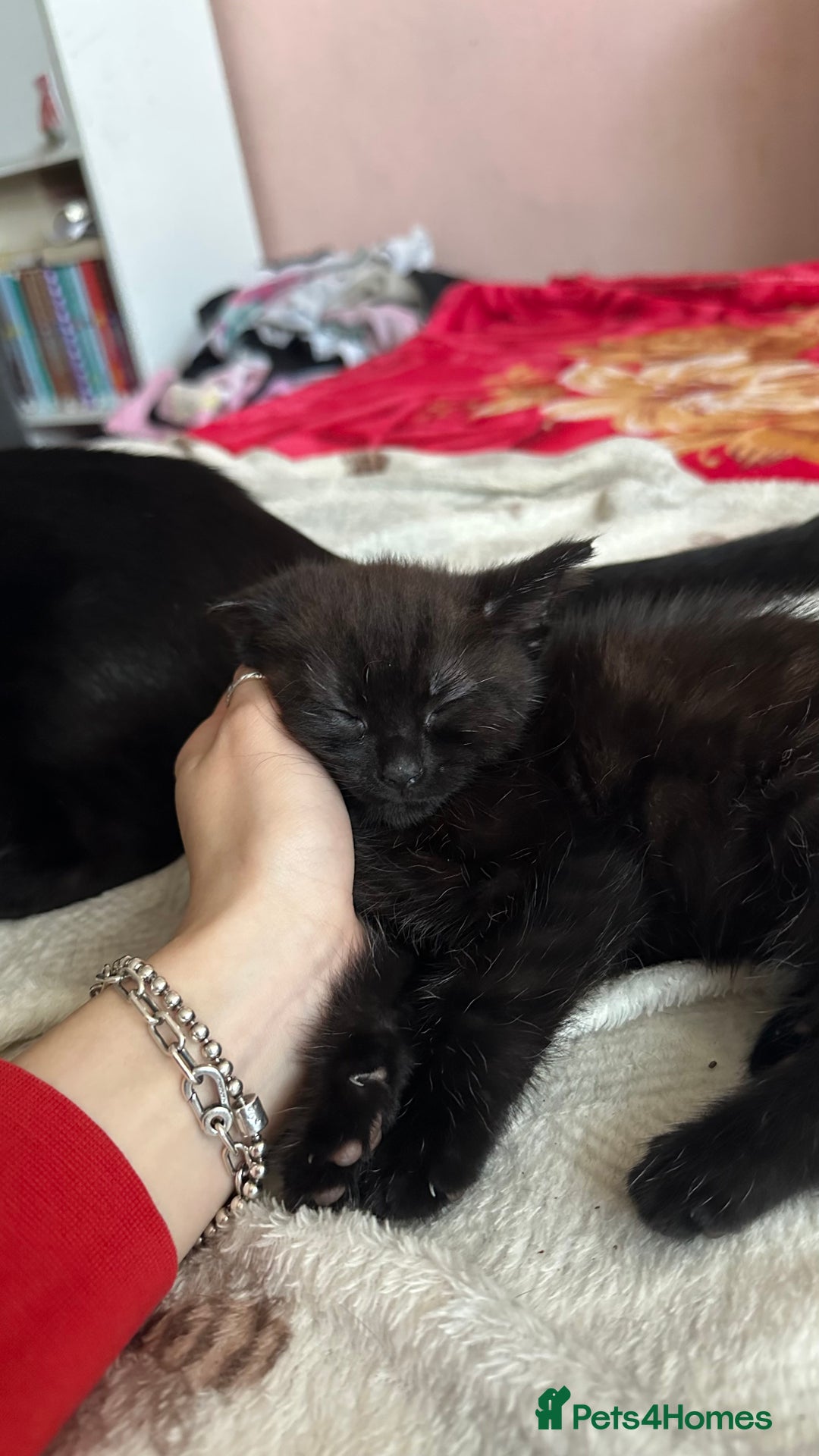 Mixed Breed cats for sale: Playful baby boy for sale - Advert 6