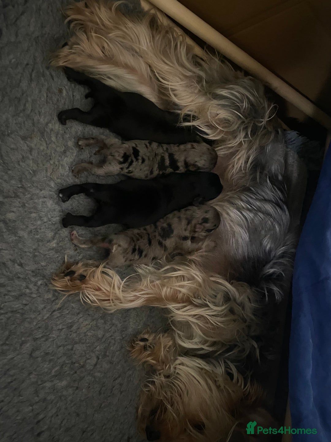 Yorkiepoo dogs for sale:  3 Adorable Little Girls - Yorkiepoos-F1  - Image 7