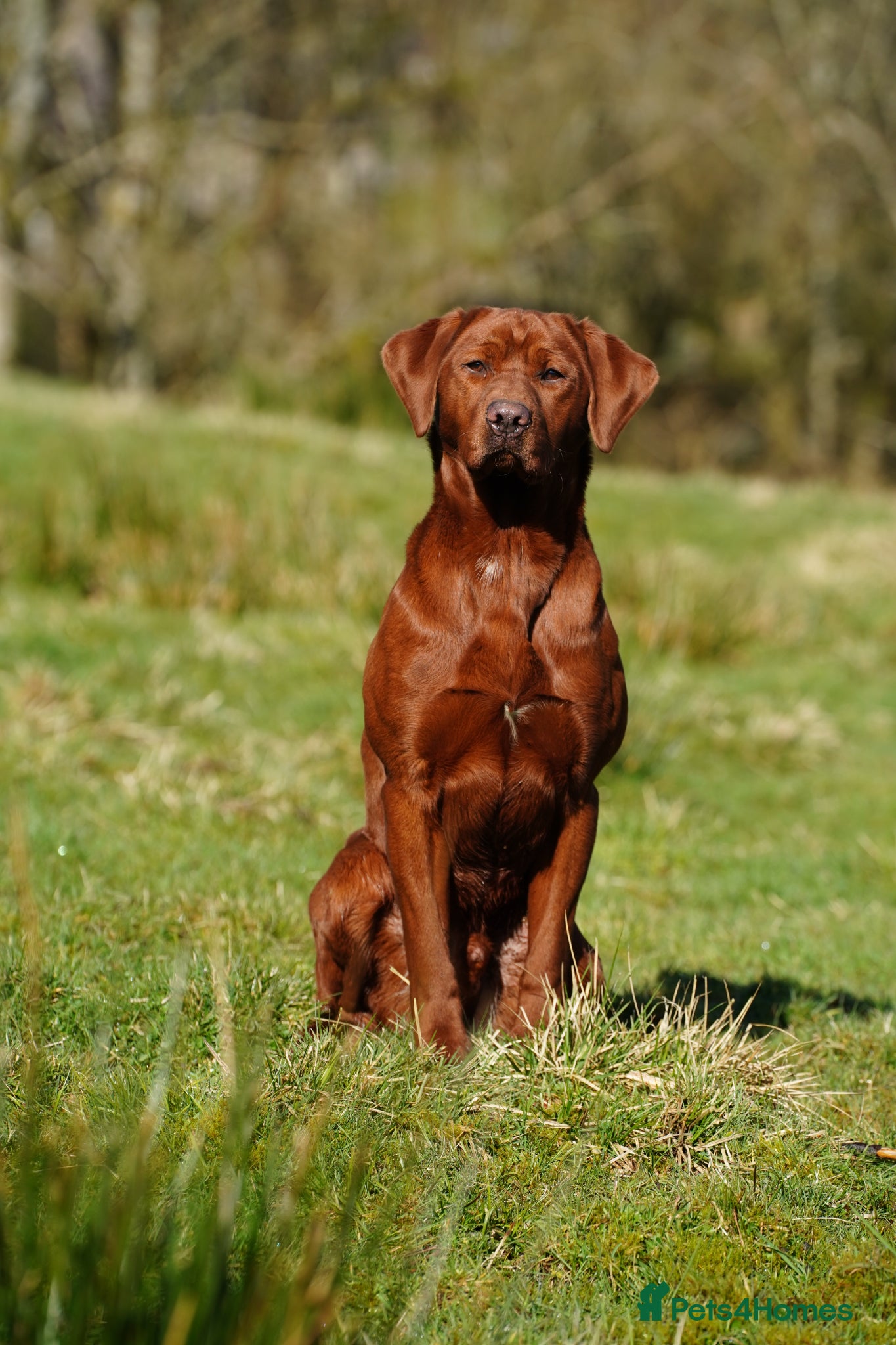 Labrador Retriever dogs DARK RED FULLY HEALTH TESTED LABRADOR STUD - Advert 1