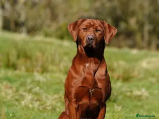Labrador Retriever dogs for stud: DARK RED FULLY HEALTH TESTED LABRADOR STUD - Advert 1