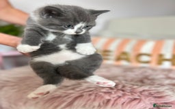 British Shorthair cats for sale: Gorgeous BSH kittens  - Image 13