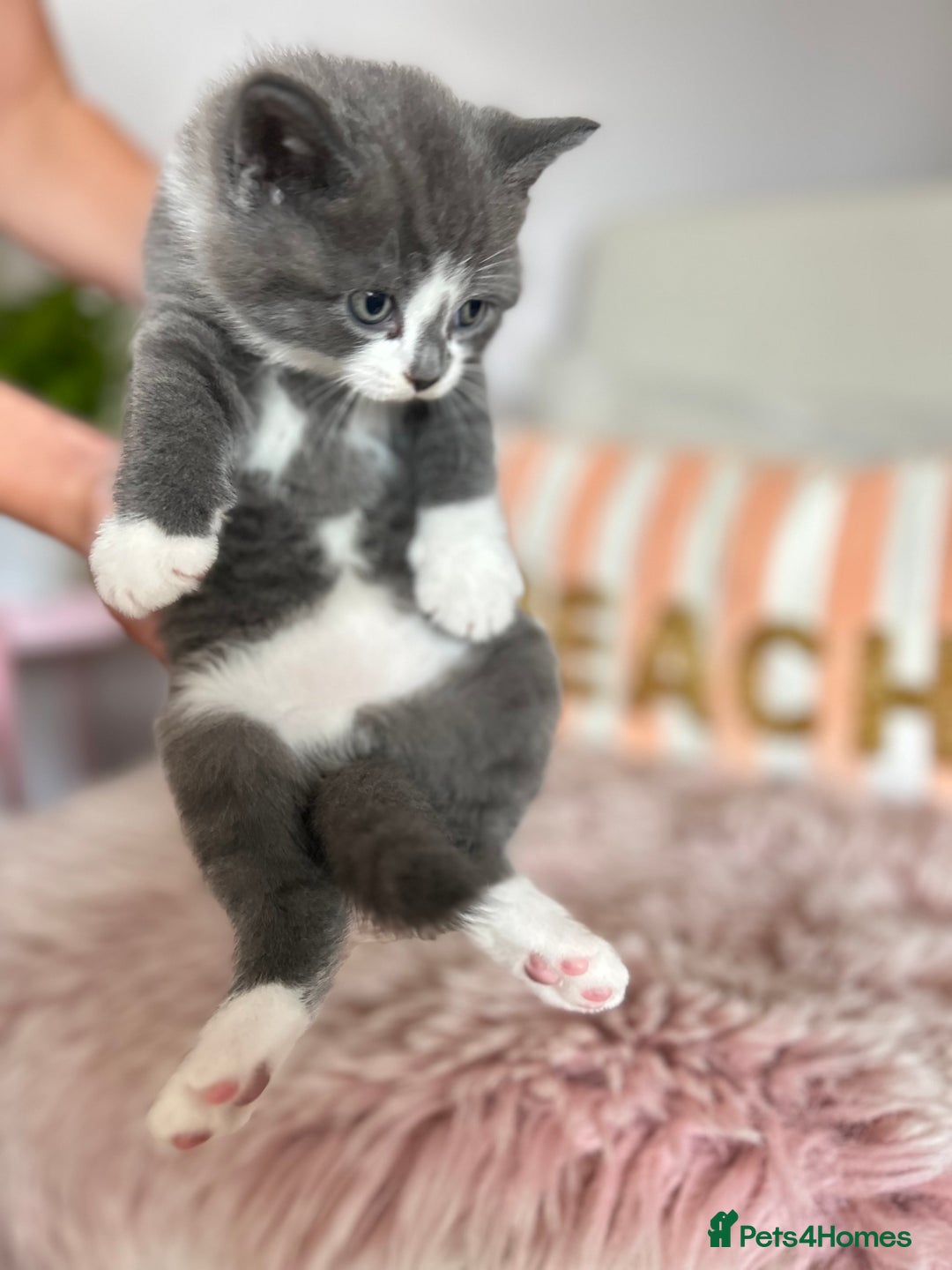British Shorthair cats for sale: Gorgeous BSH kittens  - Image 13