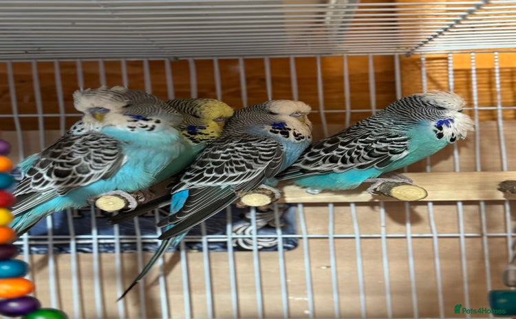 Budgerigars birds - Advert 1