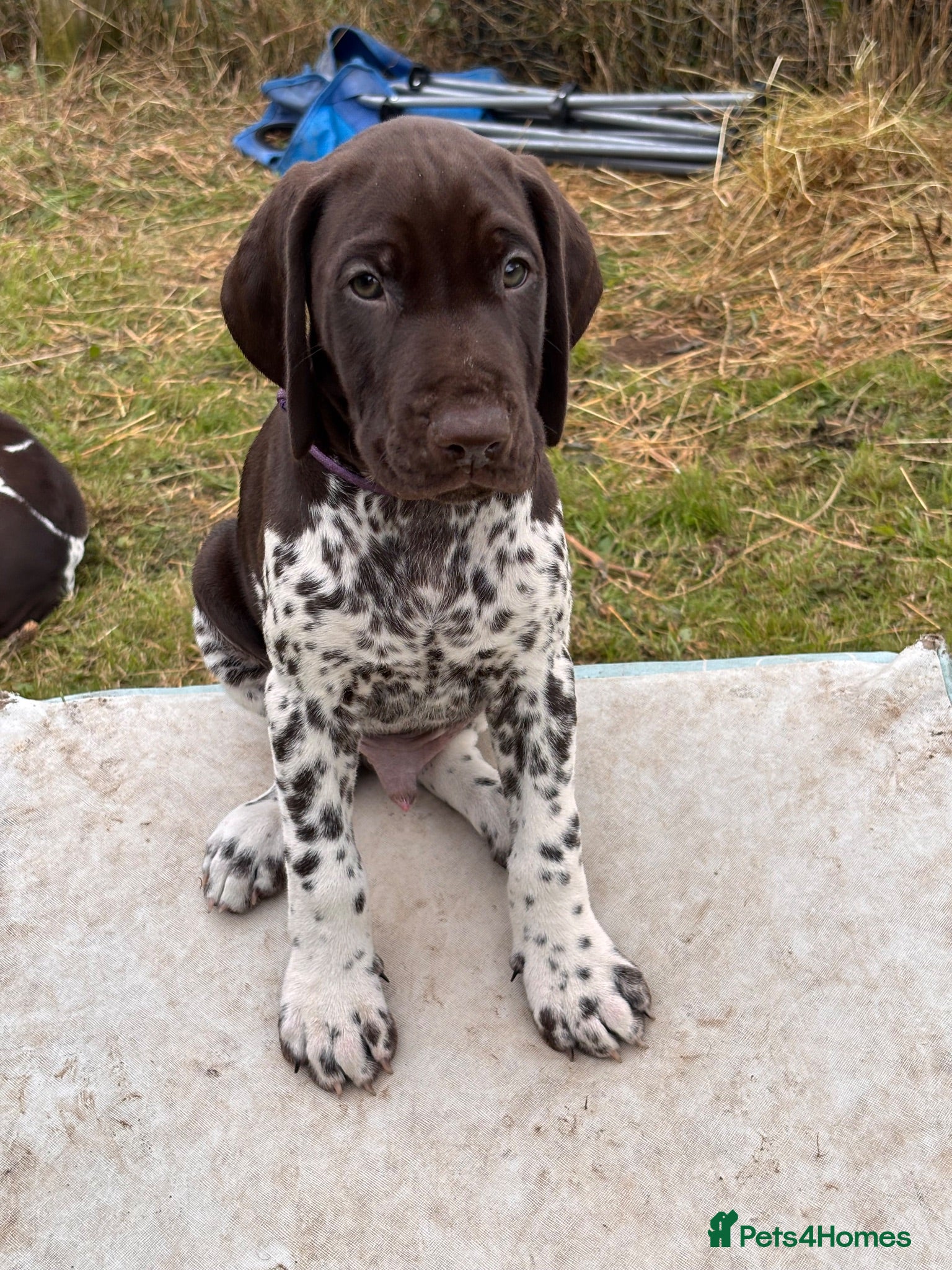 German Shorthaired Pointer dogs Stunning GSP Puppies 🏆 Champion Bloodlines - Advert 2