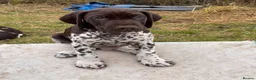 German Shorthaired Pointer dogs for sale: Healthy,Happy KC Registered GSP pups.  - Advert 25