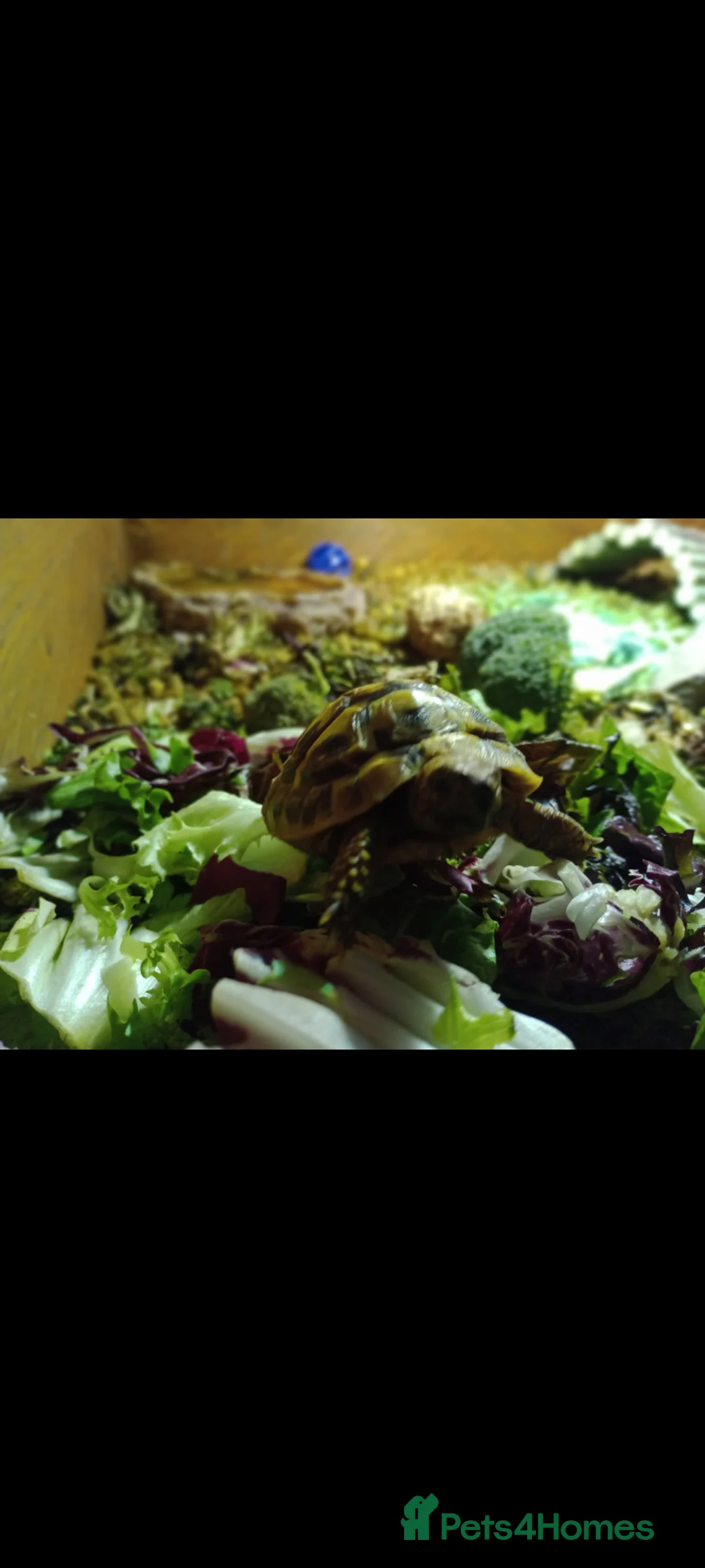 Hermann Tortoise reptiles for sale: Hermann Tortoise  - Advert 3