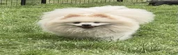 Pomeranian dogs for adoption: 🐾 PEARL – Female Pomeranian 🐾 - Advert 6