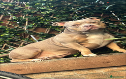 American Bully dogs for sale: AMERICAN POCKET BULLYS - Image 21
