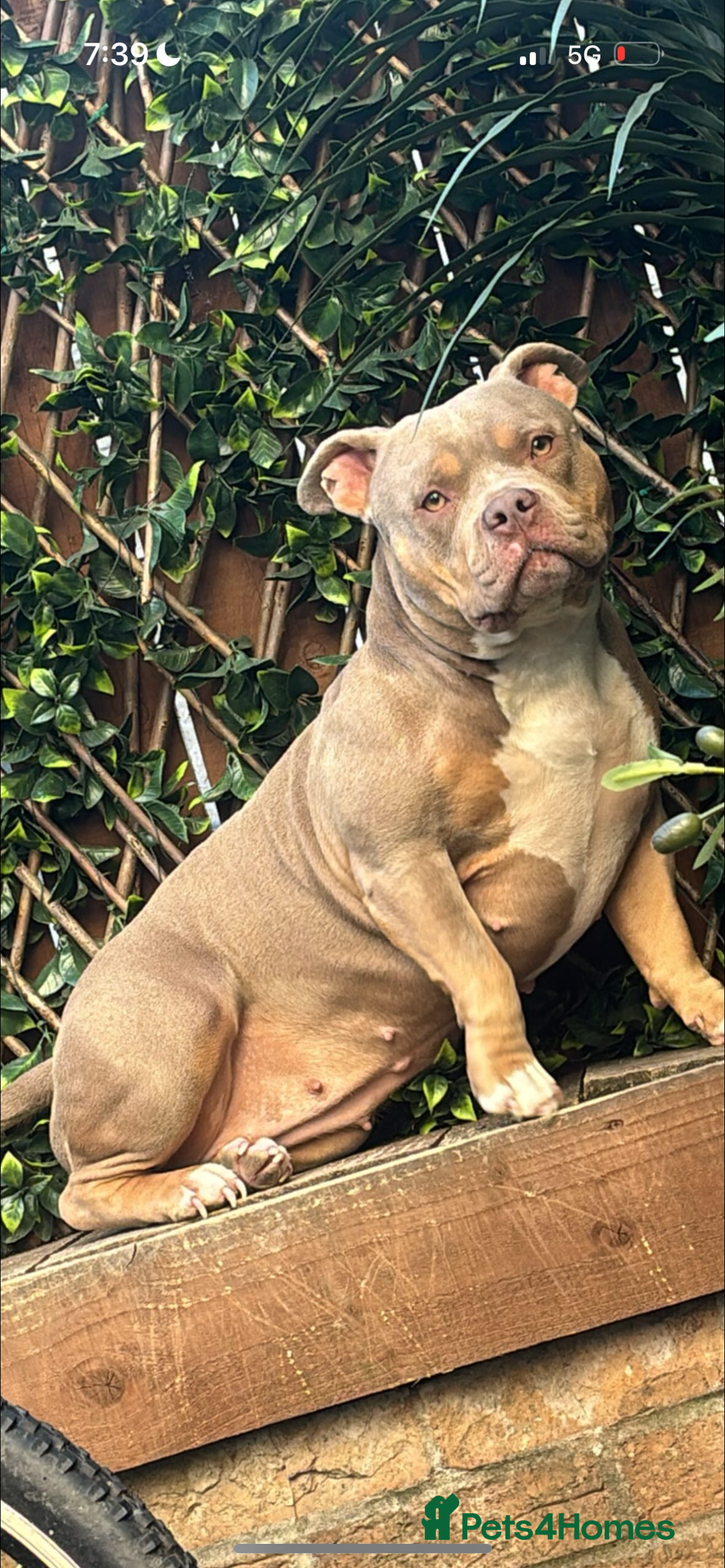 American Bully dogs for sale: AMERICAN POCKET BULLYS - Image 21
