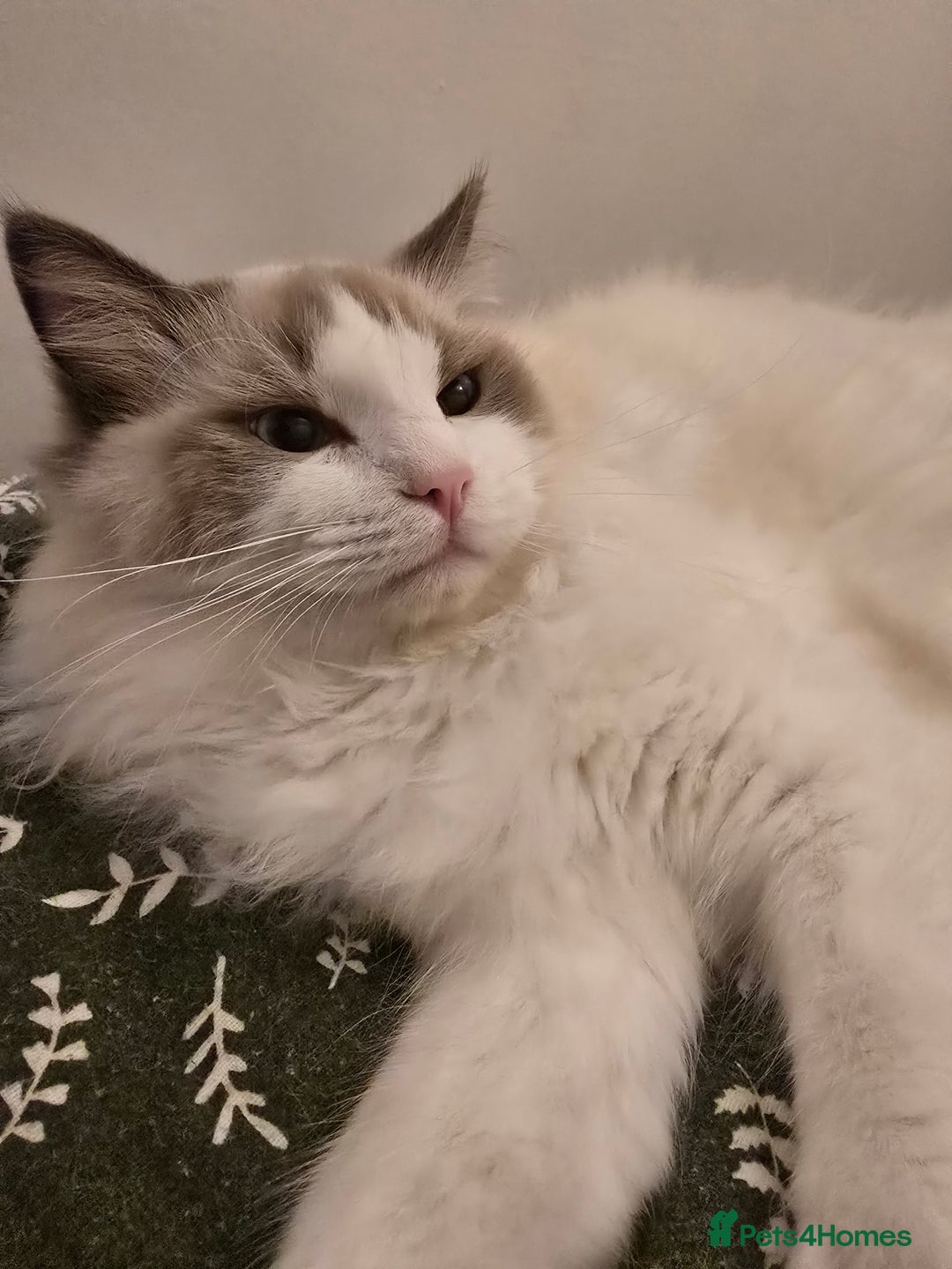 Ragdoll cats for sale: ‼️Purebred Ragdoll looking for a forever home‼️ - Image 3
