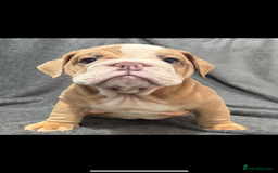 English Bulldog dogs for sale: 6 beautiful DWKC pups for sale  - Image 10
