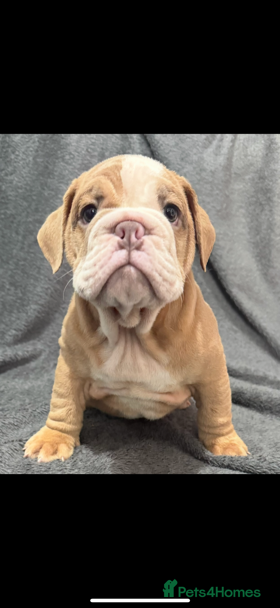 English Bulldog dogs for sale: 6 beautiful DWKC pups for sale  - Image 10