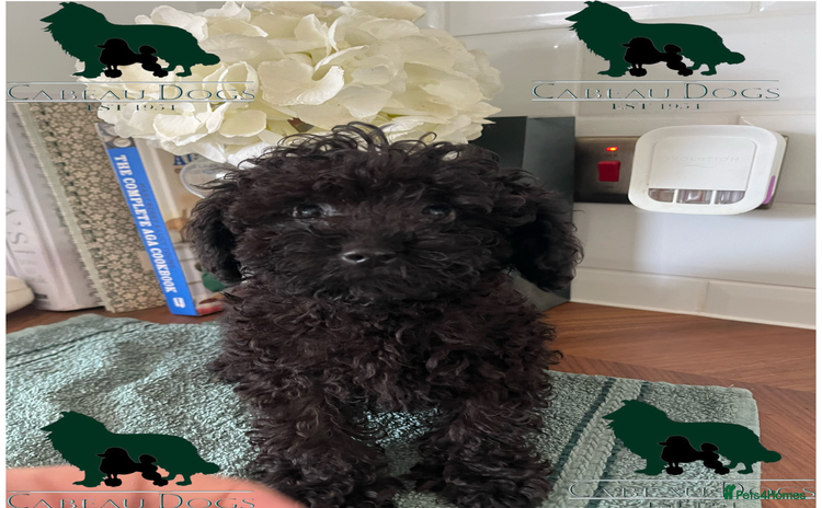 Toy Poodle dogs - Advert 8