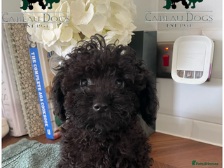 Toy Poodle dogs - Advert 36