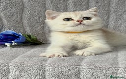 British Shorthair cats for sale: British shorthair kittens golden silver TICA - Image 16