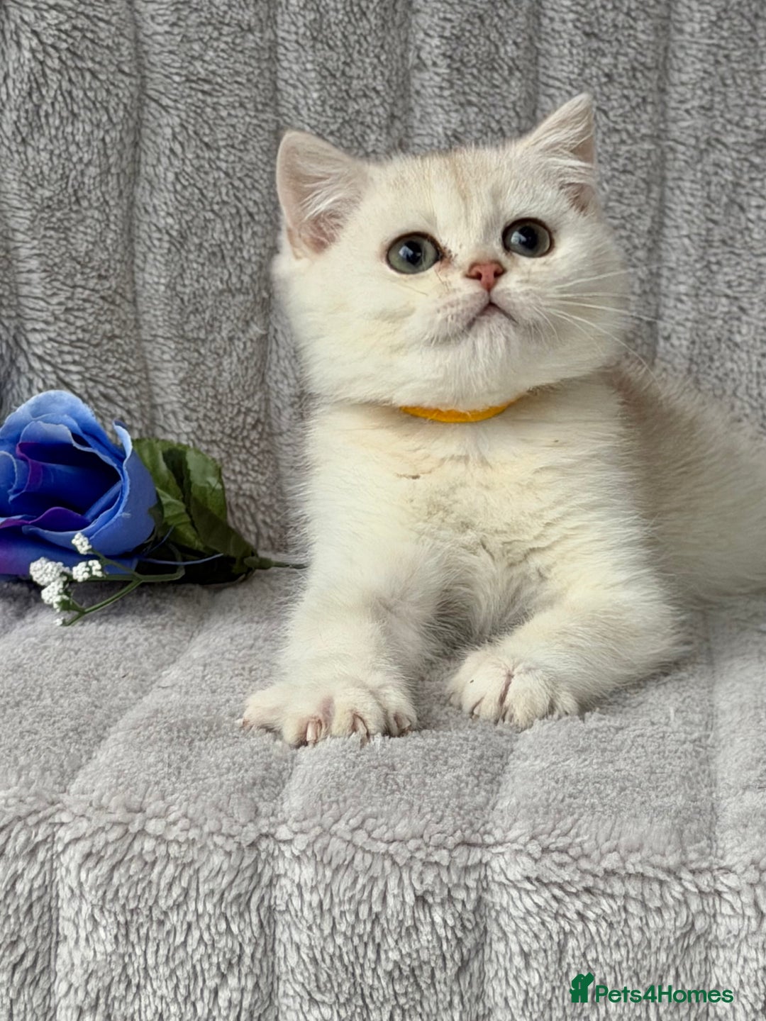 British Shorthair cats for sale: British shorthair kittens golden silver TICA - Image 16