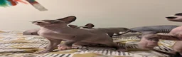 Sphynx cats for sale: *PEDIGREE SPHYNX* TICA REGISTERED *DNA HCM4 CLEAR* - Advert 15