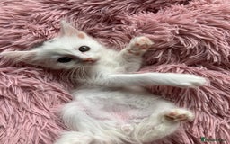 Mixed Breed cats for sale: Lovely little kittens for sale - Image 5