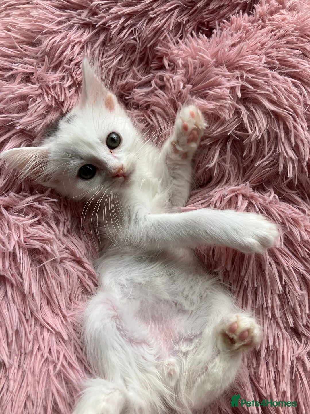 Mixed Breed cats for sale: Lovely little kittens for sale - Image 5