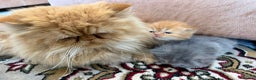 Persian cats for sale: Pedigree Persian Kittens- Rare & Beautiful Colours - Advert 3