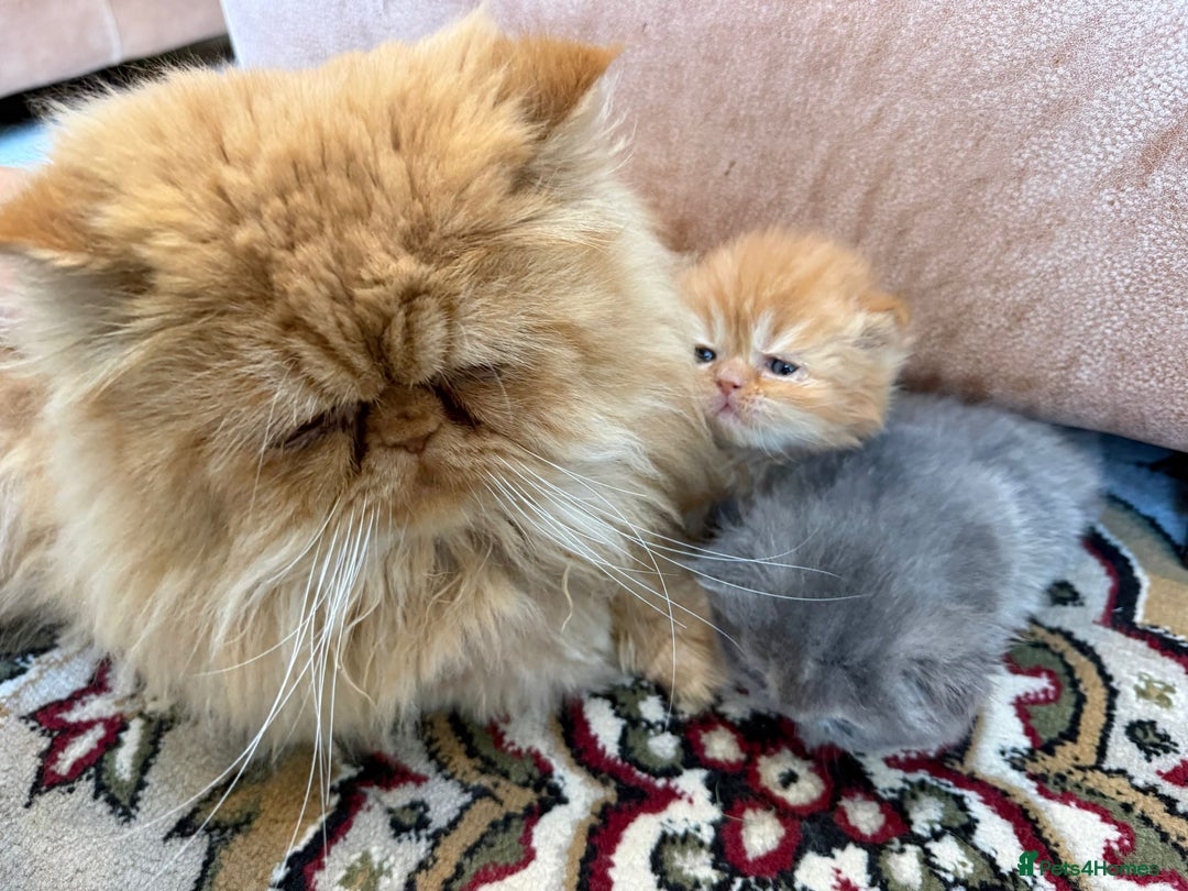Persian cats for sale: Pedigree Persian Kittens- Rare & Beautiful Colours - Advert 3
