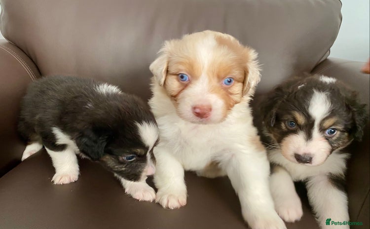 Australian Shepherd dogs - Advert 1