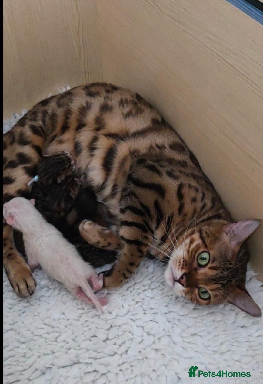 Bengal cats for sale: ✨️New babies born. Brown and snow ✨️ - Advert 1