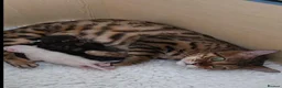 Bengal cats for sale: ✨️New babies born. Brown and snow ✨️ - Advert 1