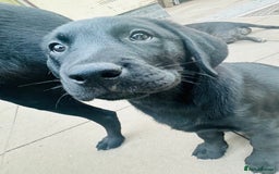 Labrador Retriever dogs for sale: Black lab  - Image 6