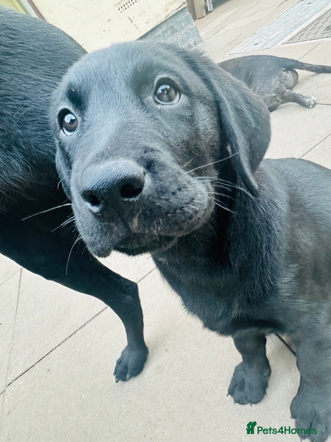 Labrador Retriever dogs for sale: Black lab  - Image 6