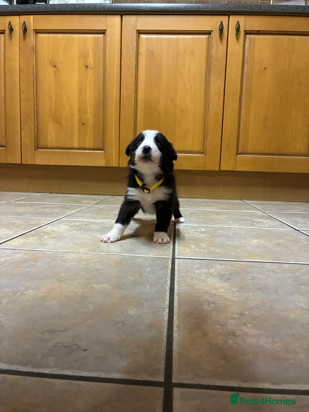 Border Collie dogs for sale: Border collie pups from Tyngraig Jock.  - Advert 11