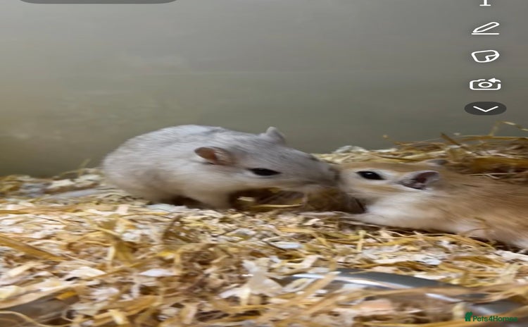 Gerbil rodents - Advert 1