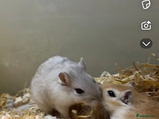 Gerbil rodents for sale - Advert 1