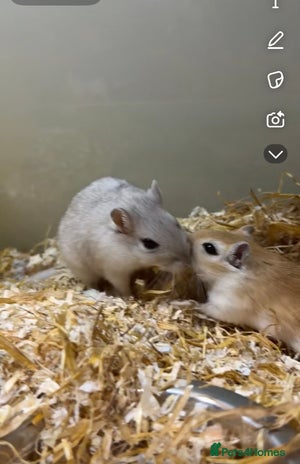 Gerbil rodents - Advert 1
