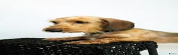 Miniature Dachshund dogs for sale: Rehoming miniature wire girls - Advert 6
