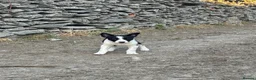 Border Collie dogs for sale: Beautiful pups - Advert 6
