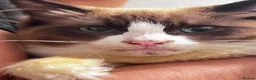 Ragdoll cats for sale: Ragdoll for sale in Blackburn, 5 months old - Advert 3