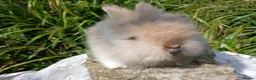 Lionhead rabbits for sale: Stunning DM Lionhead baby rabbits - Advert 8